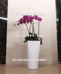 Chậu composite trồng cây cao cấp thông minh N9 2 Chau composite trong cay thong minh cao cap N92