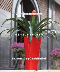 Chậu composite trồng cây cao cấp thông minh N9 3 Chau composite trong cay thong minh cao cap N93