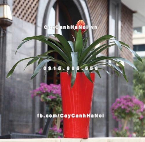 chau_composite_trong_cay_thong_minh_cao_cap_n93