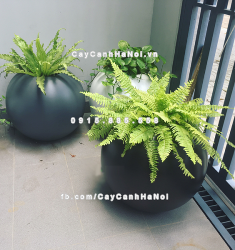 Chậu composite trồng cây cao cấp thông minh SE8889S (Đen mờ) 6 chau_composite_trong_cay_thong_minh_cao_cap_se8889s_den3