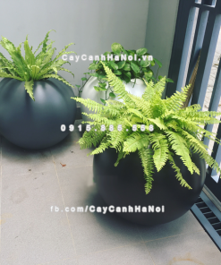 Chậu composite trồng cây cao cấp thông minh SE8889S (Đen bóng) 1 Chau composite trong cay thong minh cao cap SE8889S den3