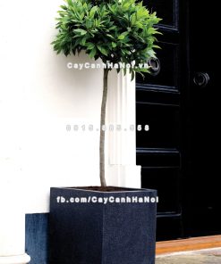 Chautrong cay xi mang cao cap M101