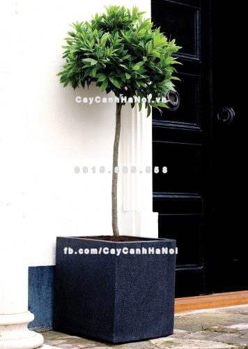 chautrong_cay_xi_mang_cao_cap-m101