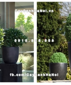 Chautrong cay xi mang cao cap M11 1