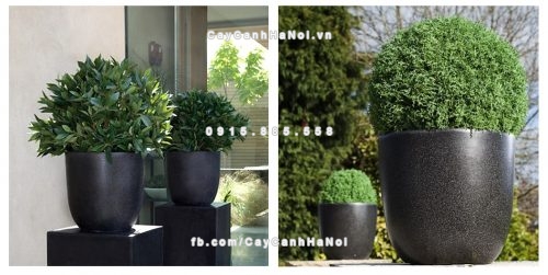 chautrong_cay_xi_mang_cao_cap-m11