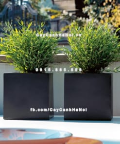 Chautrong cay xi mang cao cap M112