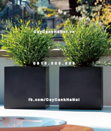 chautrong_cay_xi_mang_cao_cap-m112