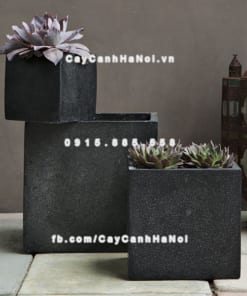 Chautrong cay xi mang cao cap M121