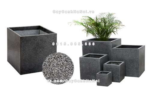 chautrong_cay_xi_mang_cao_cap-m122