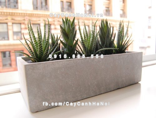 chautrong_cay_xi_mang_cao_cap-m194