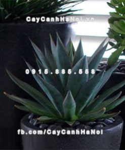 Chautrong cay xi mang cao cap M21