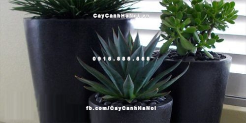 chautrong_cay_xi_mang_cao_cap-m21