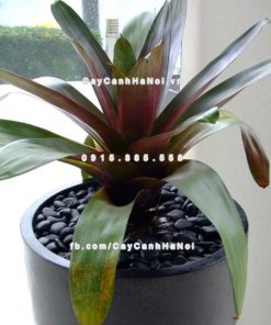 Chậu trồng cây xi măng cao cấp đá mài M3 1 Chautrong cay xi mang cao cap M31