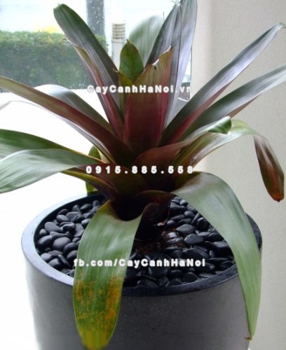 Chậu trồng cây xi măng cao cấp đá mài M3 2 chautrong_cay_xi_mang_cao_cap-m31