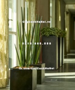 Chautrong cay xi mang cao cap M41