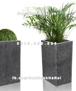 Chautrong cay xi mang cao cap M42