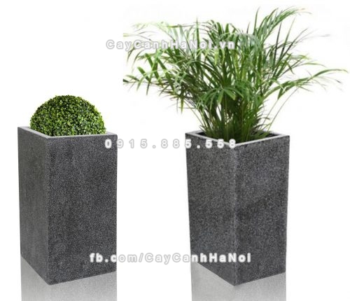 chautrong_cay_xi_mang_cao_cap-m42