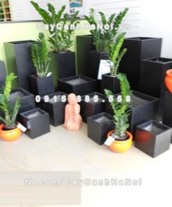 Chautrong cay xi mang cao cap M51