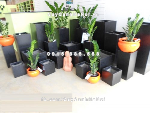 chautrong_cay_xi_mang_cao_cap-m51