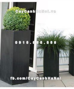 Chautrong cay xi mang cao cap M52