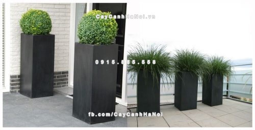 chautrong_cay_xi_mang_cao_cap-m52