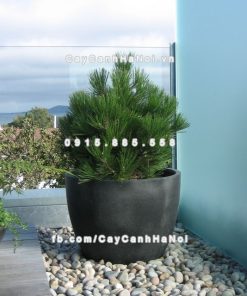 Chautrong cay xi mang cao cap M61