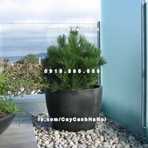 Black terrazzo pot with pine, Dalkey