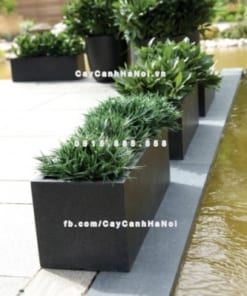 Chautrong cay xi mang cao cap M71