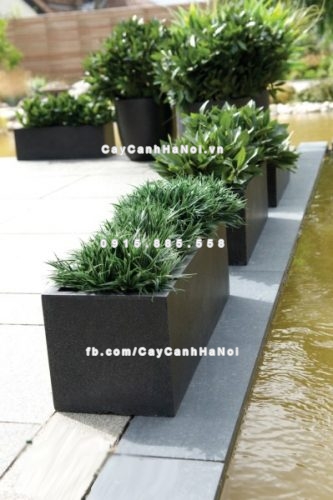 chautrong_cay_xi_mang_cao_cap-m71