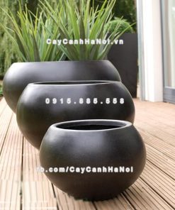 Chautrong cay xi mang cao cap M81