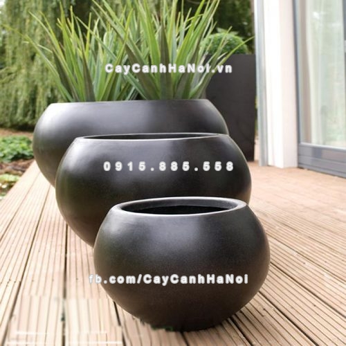 chautrong_cay_xi_mang_cao_cap-m81