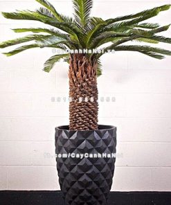 Chautrong cay xi mang cao cap caro M21