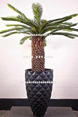 chautrong_cay_xi_mang_cao_cap_caro-m21