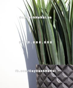 Chautrong cay xi mang cao cap caro M31