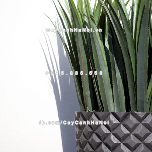 chautrong_cay_xi_mang_cao_cap_caro-m31