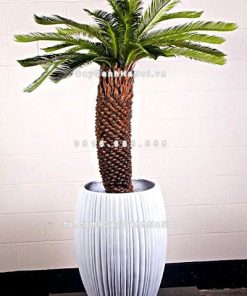 Chautrong cay xi mang cao cap soc doc M21