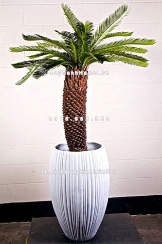 chautrong_cay_xi_mang_cao_cap_soc_doc-m21