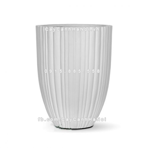 chautrong_cay_xi_mang_cao_cap_soc_doc-m4