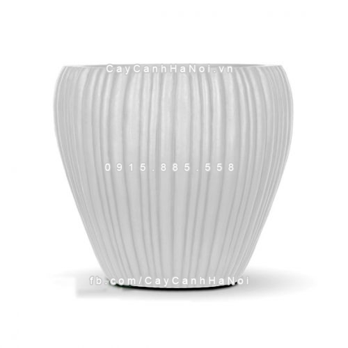 chautrong_cay_xi_mang_cao_cap_soc_doc-m6