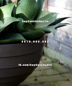 Chậu trồng cây xi măng cao cấp sọc ngang M4 1 Chautrong cay xi mang cao cap soc ngang M41