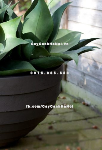 Chậu trồng cây xi măng cao cấp sọc ngang M4 2 chautrong_cay_xi_mang_cao_cap_soc_ngang-m41
