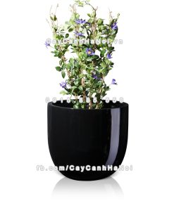 chau composite trong cay cao cap 1083 den1