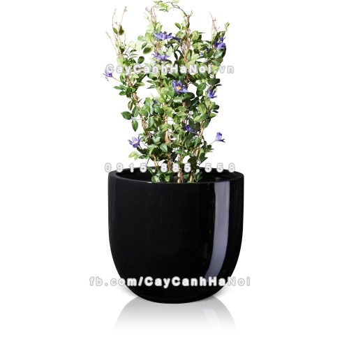 chau_composite_trong_cay_cao_cap_1083_den1