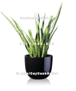 chau composite trong cay cao cap 1083 den2