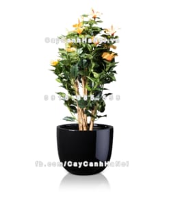 chau composite trong cay cao cap 1083 den3