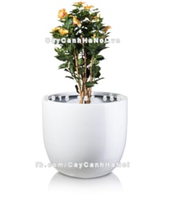 chau composite trong cay cao cap 1083 trang2