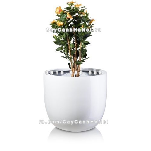 chau_composite_trong_cay_cao_cap_1083_trang2