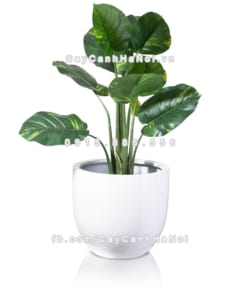 chau composite trong cay cao cap 1083 trang3