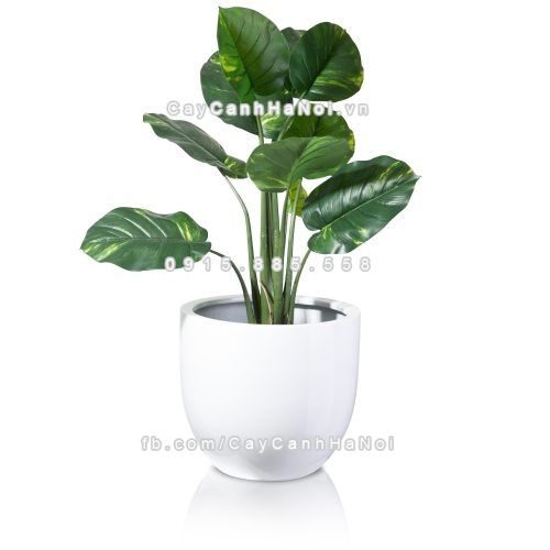 chau_composite_trong_cay_cao_cap_1083_trang3