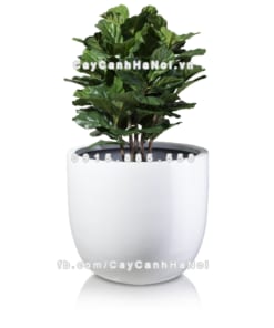 chau composite trong cay cao cap 1083 trang4